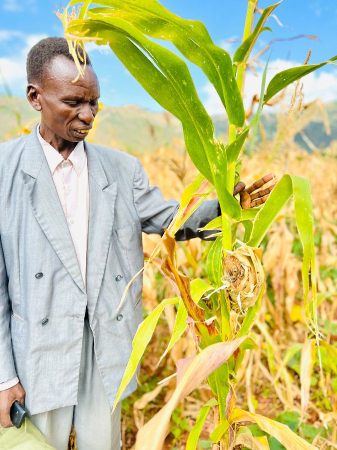 Man standing in a maize field inspecting a stalk of maize.
