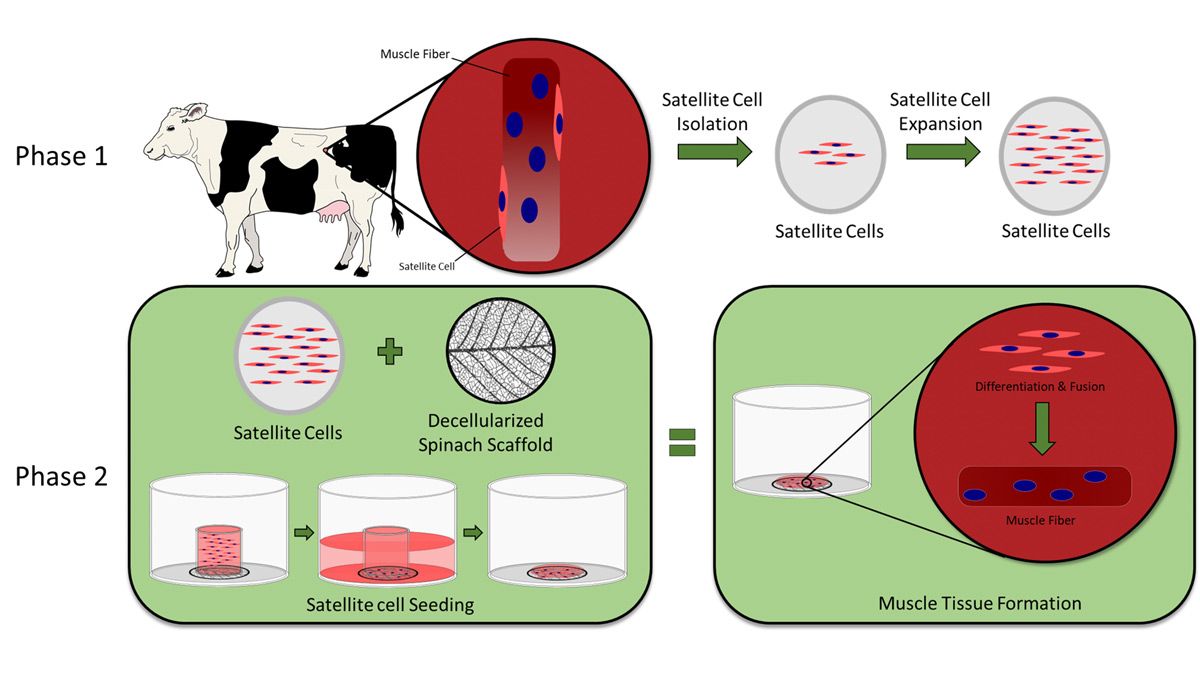 Phase one shows bovine satellite cells isolated from a cow’s muscle fiber that are then expanded. Phase two shows the cells are then seeded on the spinach scaffold that then form muscle tissue.   