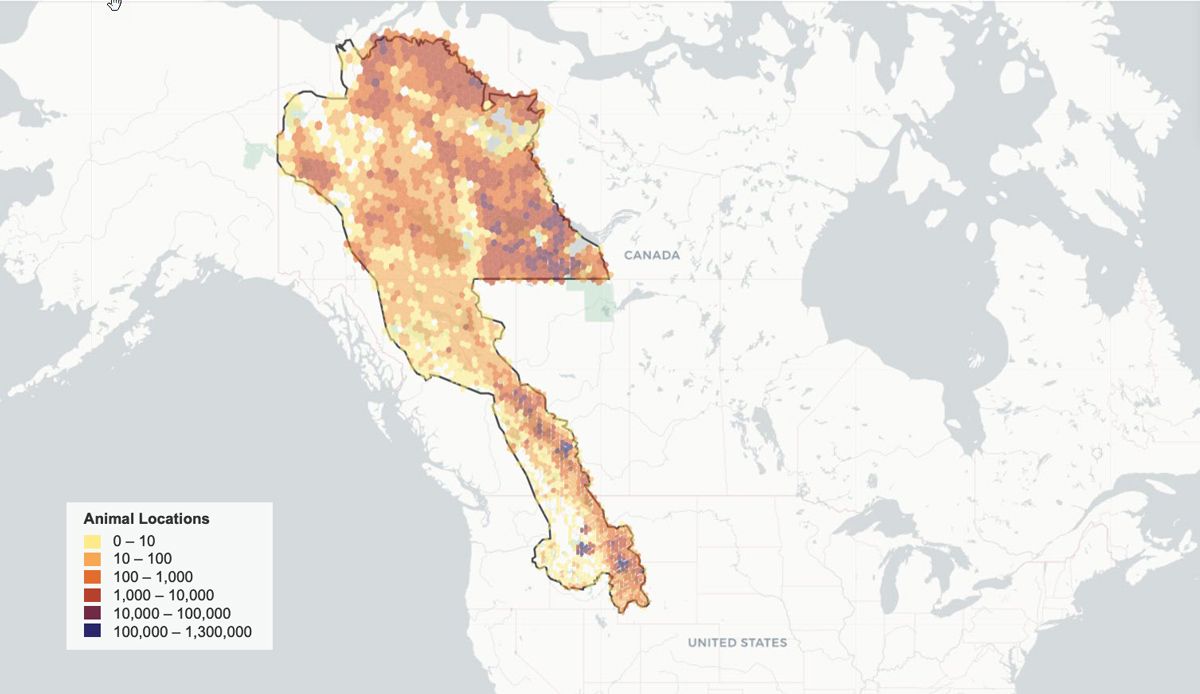 Mapa de Canadá y Estados Unidos que destaca el corredor migratorio de Yellowstone a Yukón (Y2Y) y muestra datos de seguimiento de animales dentro del corredor.