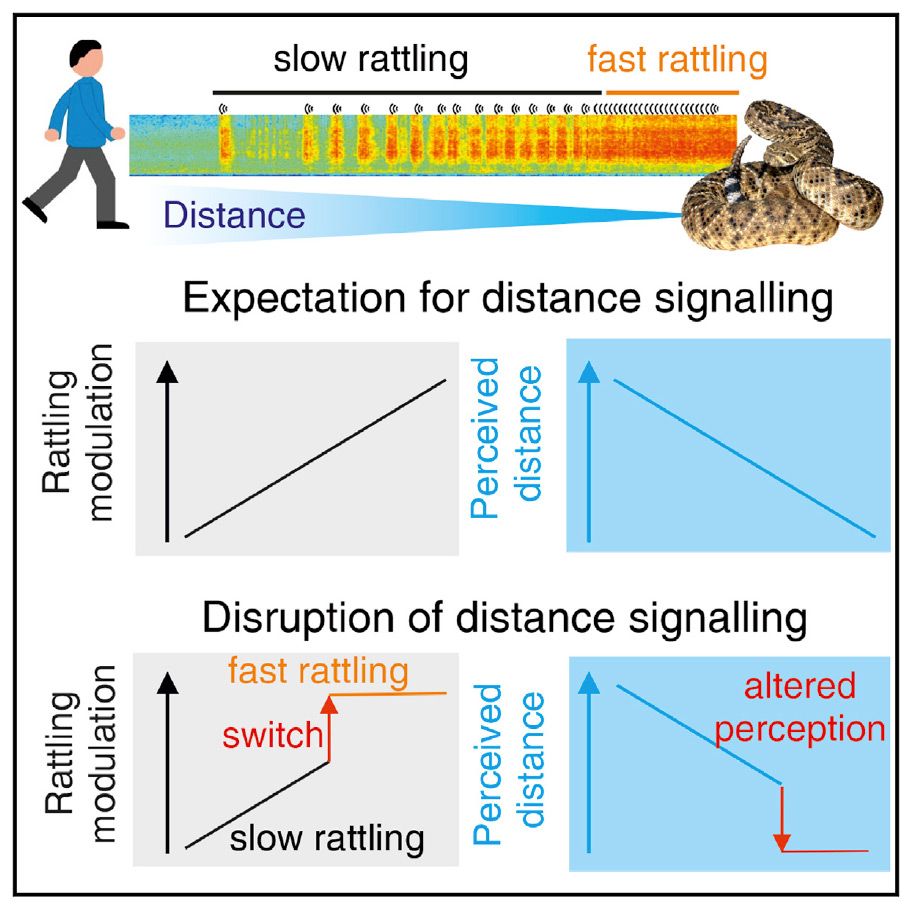 An illustration. The top is a figure approaching a rattlesnake and the rate of rattling increasing. Below are line charts showing that as rattling increases, the person approaching perceives the snake to be closer. 