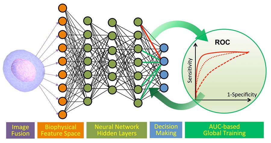 Figure 4. Machine learning pipeline: cancer cell and algal cell classification.