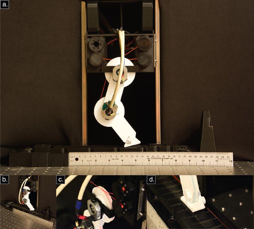 Figure 1. The three-tendon, two-joint robotic limb.