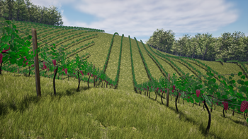 Rolling Vineyard