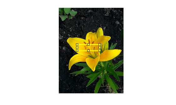 Figure contains an axes object. The hidden axes object contains 2 objects of type image, images.roi.rectangle.