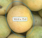 Blue Ellipse ROI drawn over a round object in an image.