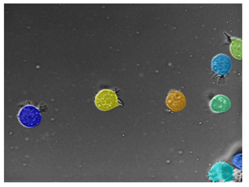 Segmented microscopy showing labels predicted by the cyto2 model