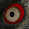 Gypaets